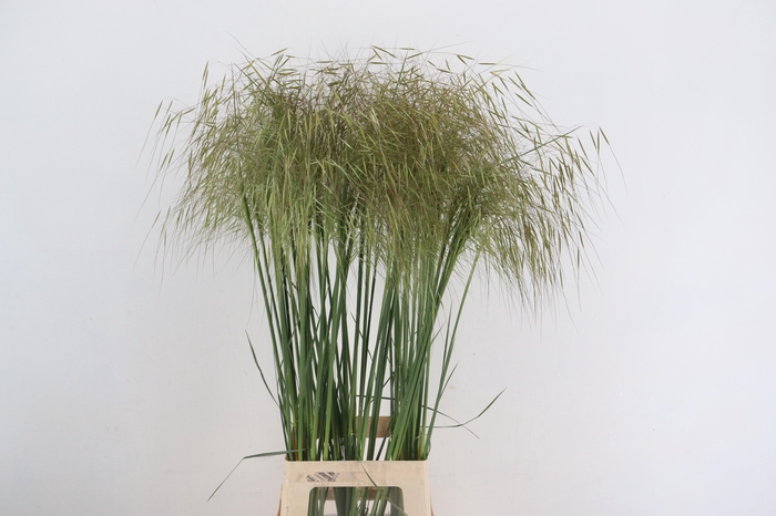 <h4>STIPA GIGANTEA</h4>