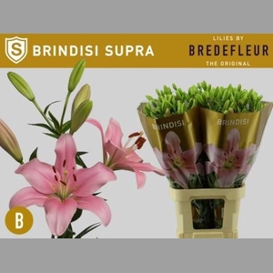 LI LA BRINDISI
