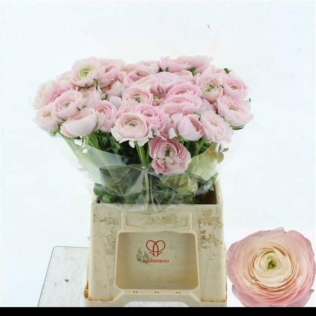 <h4>RAN SU FAVOLA</h4>