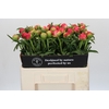 Paeonia Coral Sunset
