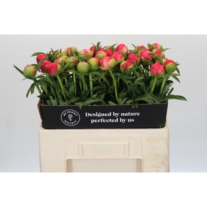 Paeonia Coral Sunset