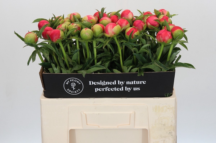 <h4>Paeonia Coral Sunset</h4>