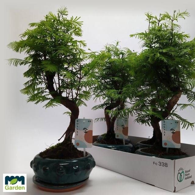 <h4>BONSAI OV</h4>