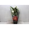 ANTHURIUM ALASKA P17 PREMIUM