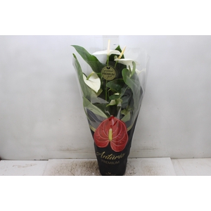ANTHURIUM ALASKA P17 PREMIUM