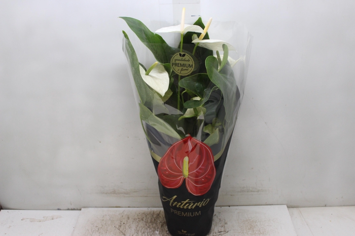 ANTHURIUM ALASKA P17 PREMIUM