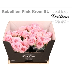 R Gr Rebellion Pink Krom B1