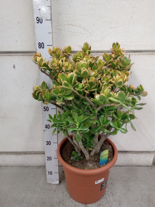 <h4>Crassula ovata 'Sunset'</h4>