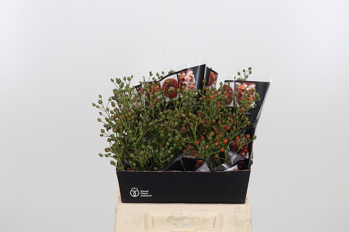 <h4>Rosa Aut Rosefruits</h4>