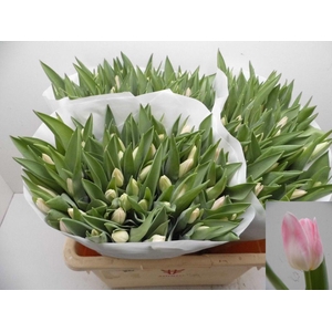 Tulipa si dynasty