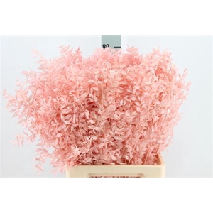 Ruscus Bleached Light Pink