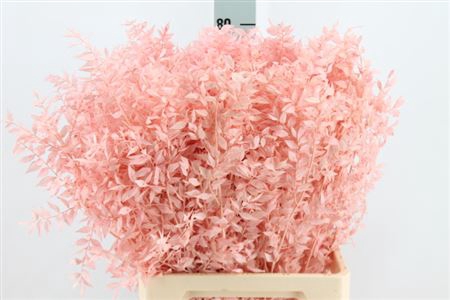 <h4>Ruscus Bleached Light Pink</h4>