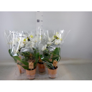 Phalaenopsis   ...