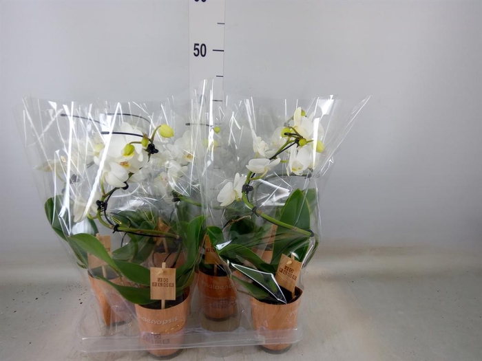 <h4>Phalaenopsis   ...</h4>