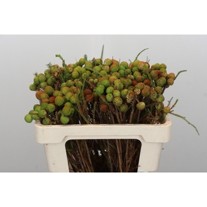 Kaaps Groen Baubles