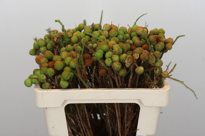 <h4>Kaaps Groen Baubles</h4>