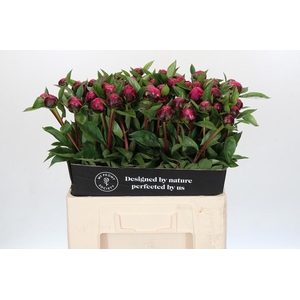 Paeonia Red Sarah Bernhardt