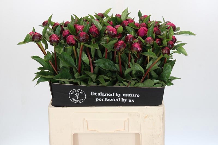 <h4>Paeonia Red Sarah Bernhardt</h4>