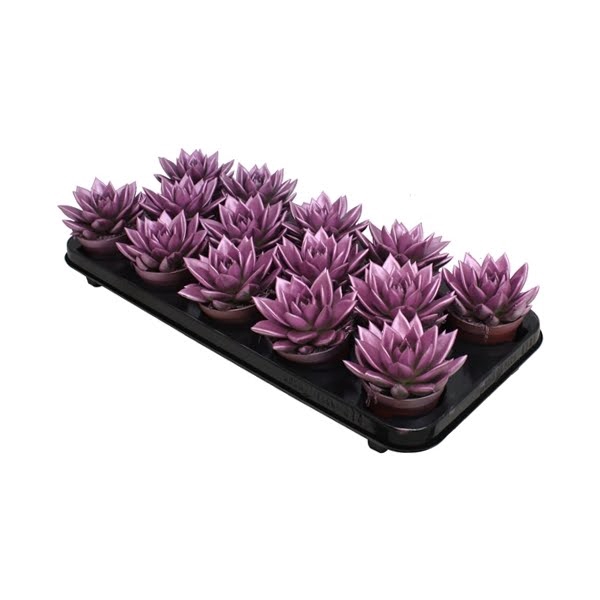 <h4>Echeveria Metallic Pink</h4>