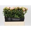 Paeonia Colonel Owen Cousins
