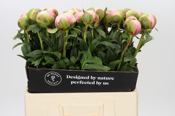 Paeonia Colonel Owen Cousins