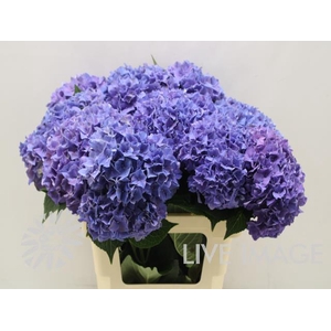 Hydrangea rodeo purple