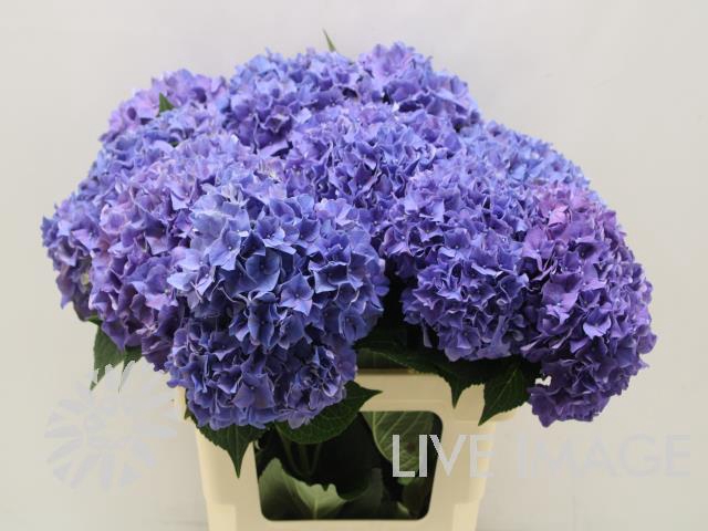 <h4>Hydrangea rodeo purple</h4>