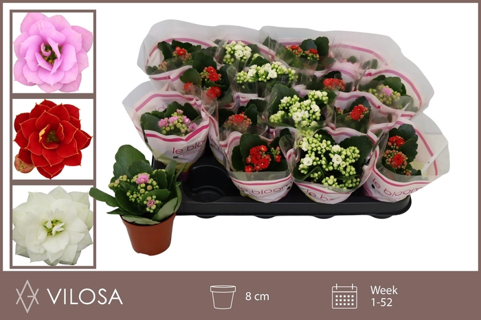 <h4>KAL GE GEM 3 KL</h4>