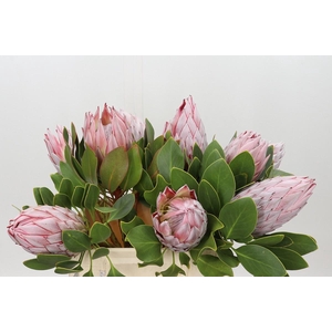 Protea Cynaroides