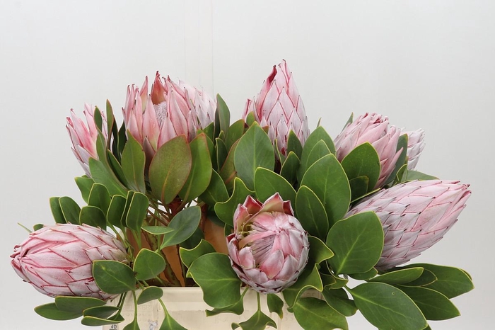 Protea Cynaroides