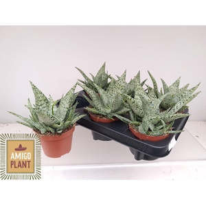 ALOE OV