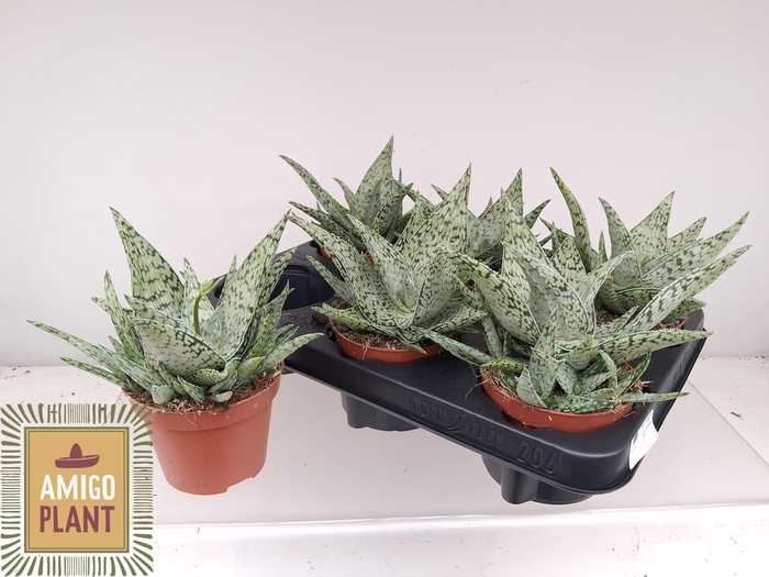 <h4>ALOE OV</h4>