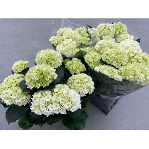 HYDR M CRYSTAL PALAC