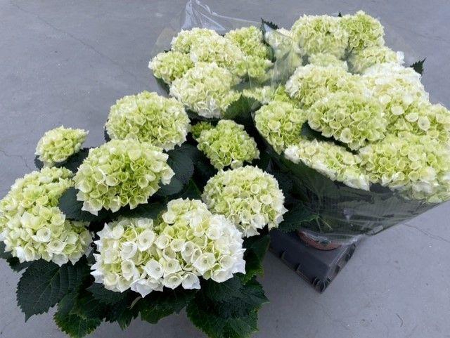 <h4>HYDR M CRYSTAL PALAC</h4>