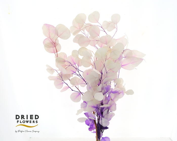Dried Bleached Eucalyptus Populus Lavender Dream