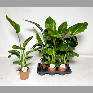 STRELITZIA NICOLAI