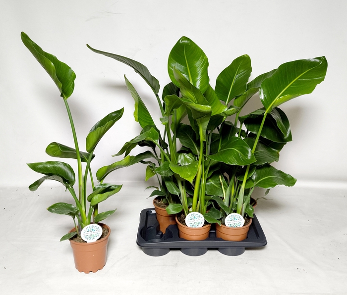 <h4>STRELITZIA NICOLAI</h4>