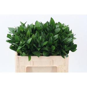 Ruscus hypophyllum