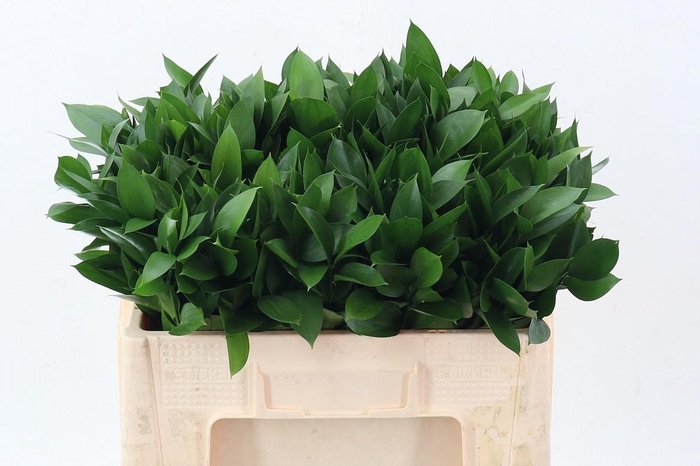 <h4>Ruscus hypophyllum</h4>