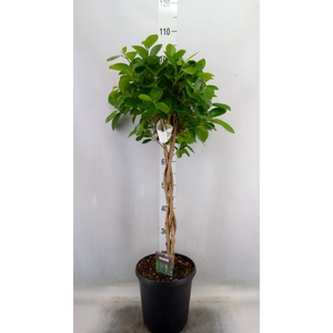Ficus microcarpa 'Moclame'