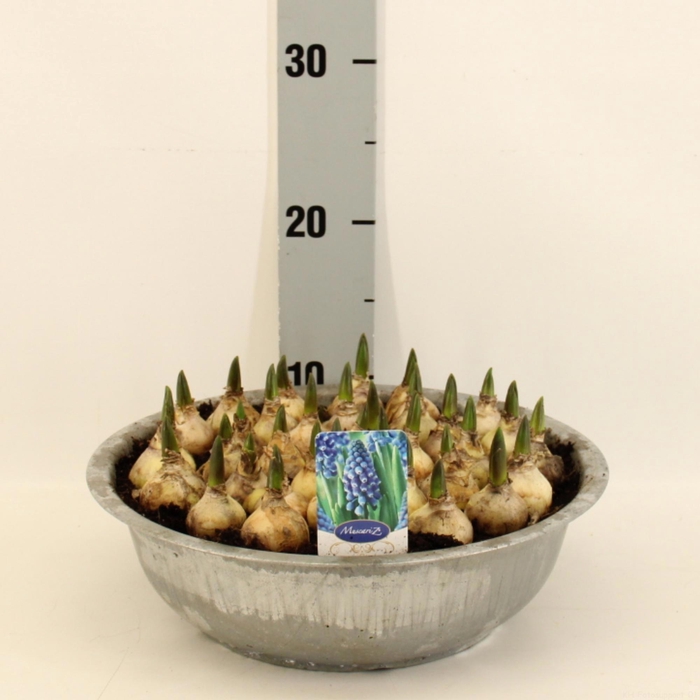 <h4>MUSCAR CAROLA</h4>