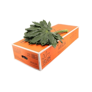 Aralia Large
