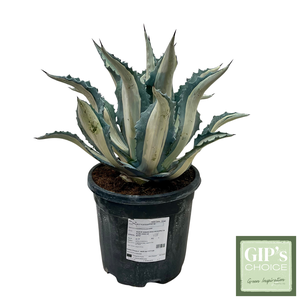 Agave mediopicta alba P30