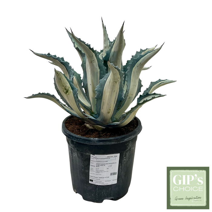 <h4>Agave mediopicta alba P30</h4>