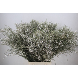 Ginster 400gr White P Bunch