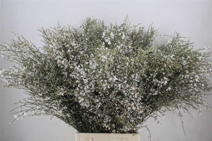 <h4>Ginster 400gr White P Bunch</h4>