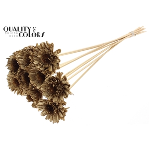 Shola Daisy Sunflower 6cm on stem Antique Gold