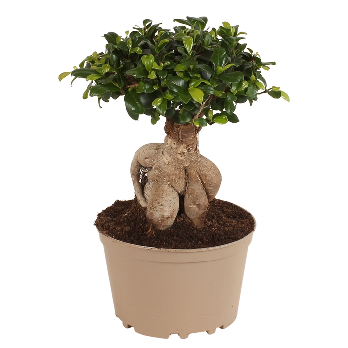 <h4>Ficus Mi Ginseng</h4>