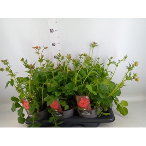 Geum  'Scarlet Tempest'