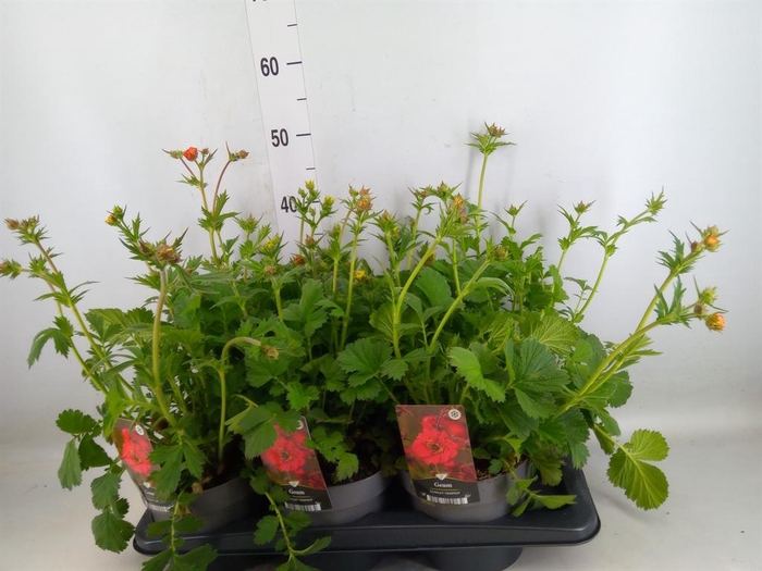 <h4>Geum  'Scarlet Tempest'</h4>